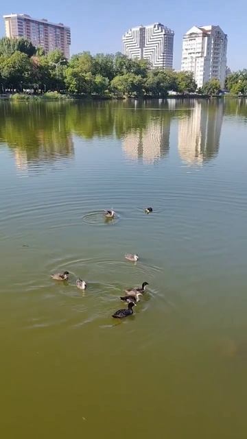 на велосипеде по Краснодару #nature #краснодар #bicycle #bike