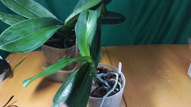 Советуют зрители. Применяем лимонный сок.