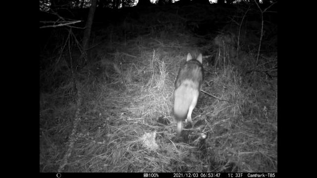 Coyote (Canis latrans) on 3 December 2021.
