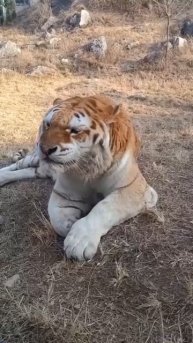 #funny #cat #tiger #funnyvideo #nature #kitten #тигр #природа #смешно #юмор #humor #кот #asmr