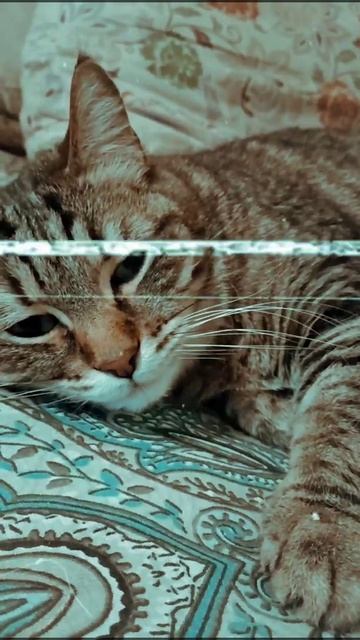 ""Кот красиво мяукает 🙀😸😹