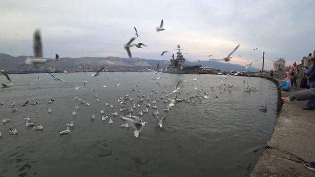Новороссийск кормим чаек лебедей и уток