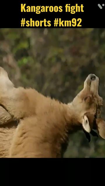 kangaroo fight | #wildlife #shorts #km92