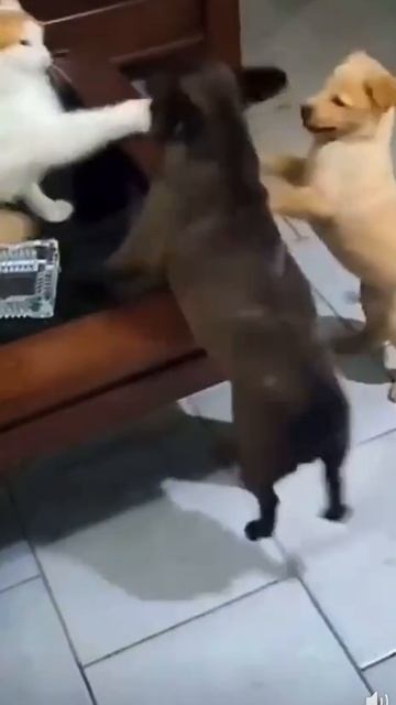 1000074171.mp4