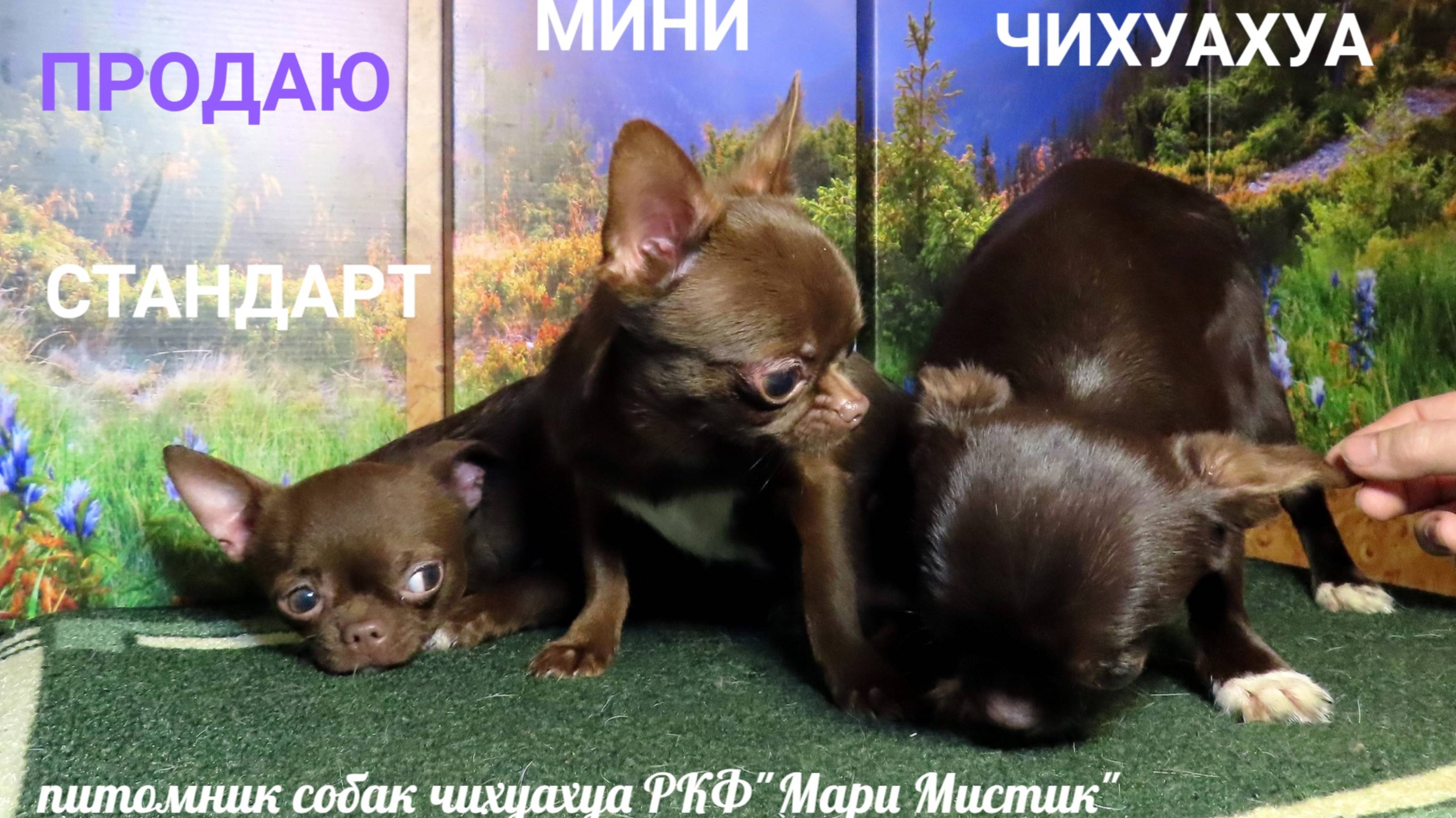 #БОЛЬШИЕ_СКИДКИ_ВСЕГДА #МИНИ_чихуа_ТОЛЬКО_с_МИНИ_чихуа ОСКАР и Назар #купить_чихуахуа 89215950848