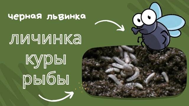 Личинка, куры, рыбы
