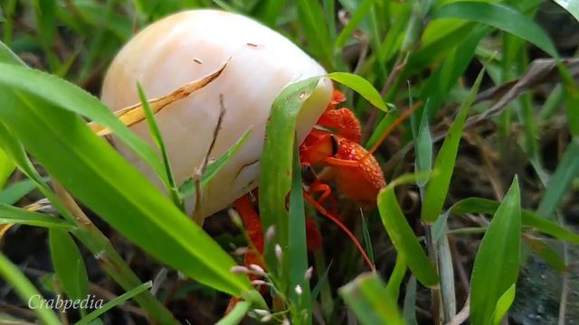 Kelomang Coenobita Perlatus | Strawberry Hermit Crab | Classical Music | Relaxing Video | Crabpedia