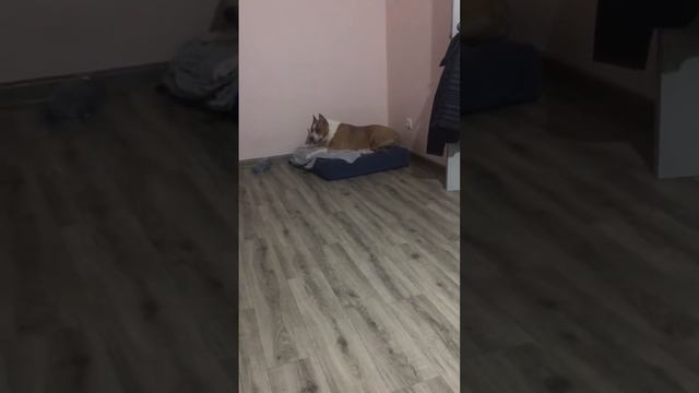 сходят с ума на ночь глядя