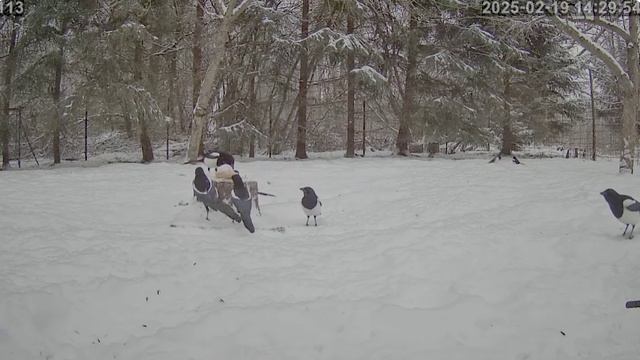 А это уже дружный полдник начался