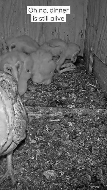 Short: Wow, Rat is alive inside barn owl box, poor little guy