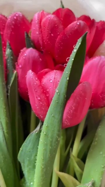 Тюльпаны 🌺

 #Тюльпаны  #цветы