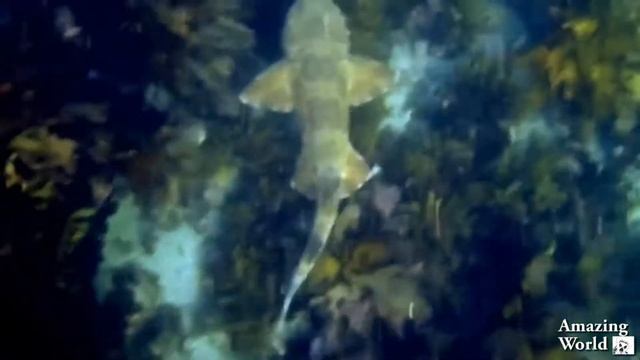 Wobbegong Shark