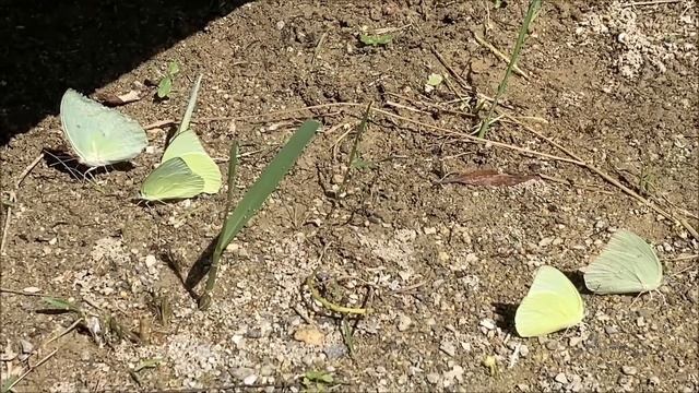 大型のシロチョウ水飲み中　 沖縄の蝶　ウスキシロチョウ　Catopsilia pomona　薄黄白蝶