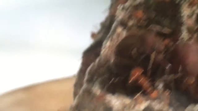 Atta cephalotes 06/09/15