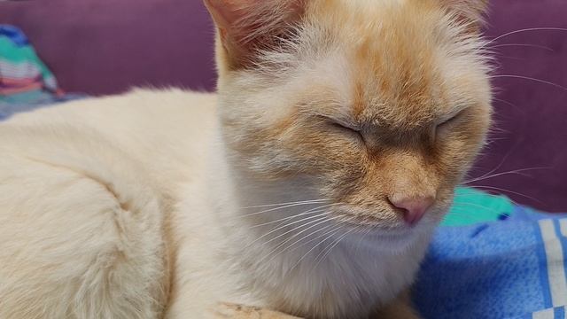наши кошка и кот