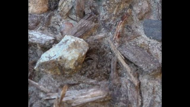 Colletes Nesting building short ii