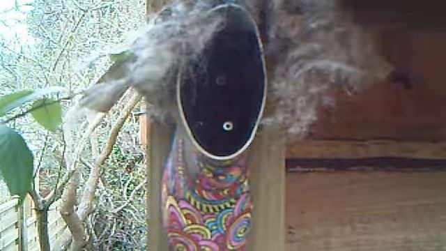 Nesting Material - Great tit, Trail camera