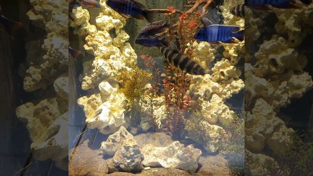 #fish#fisch#Fisch#Fische#рыба#рыбалка#Аквариум#аквариумные рыбки#рыбак#рыбалка#poisson#pez#fishtok