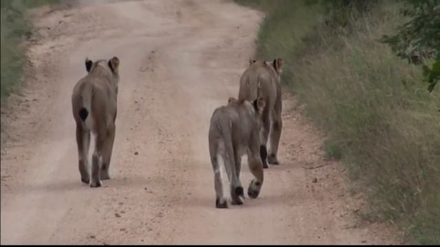 Lion Sands Private Game Reserve