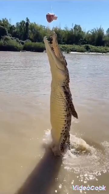 #крокодил Гена 🐊@Маришкины делишки