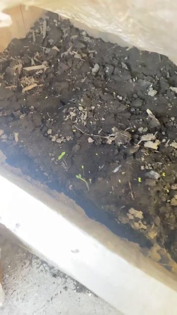 Así va mi huerta solo puse cebolla, ajo, jitomate cherry y cilantro