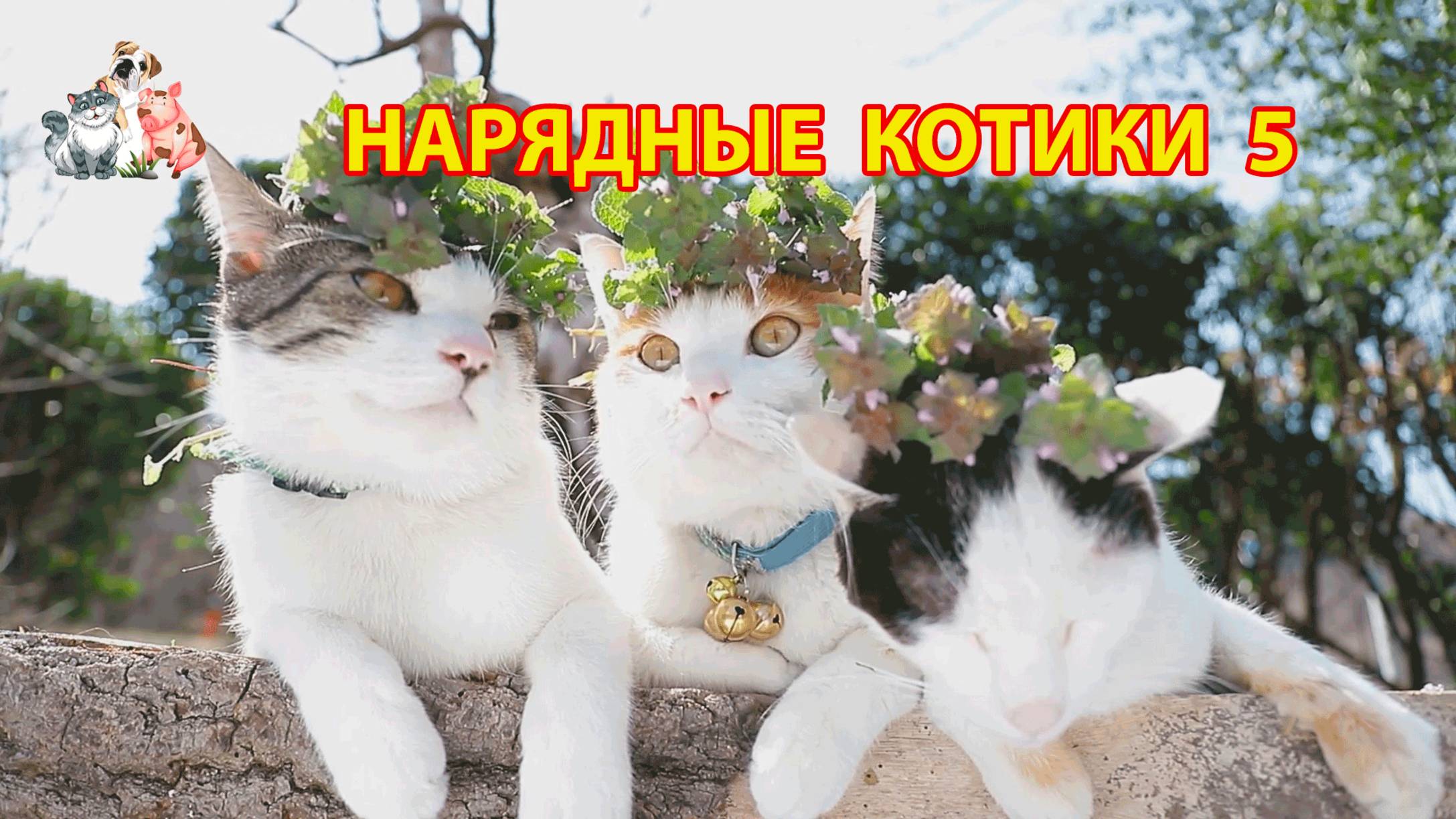 Нарядные Котики расслабляются на солнышке 🌞 🐈🐈⬛🐈 (5)