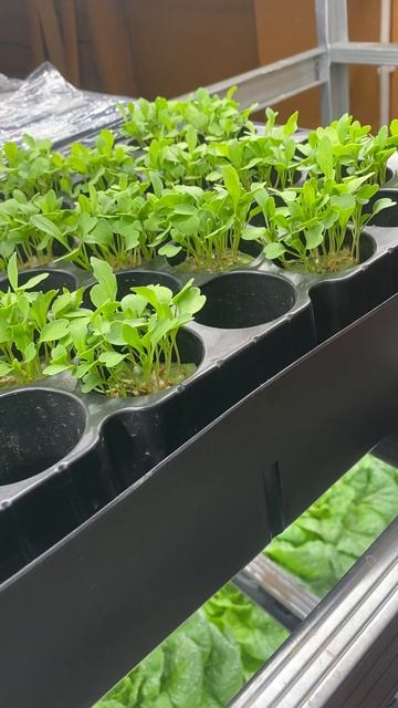 Рукола в квартире