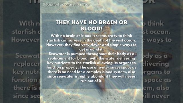 Starfish |  Did you know ?  |  Oceans Alive Conservation Trust.