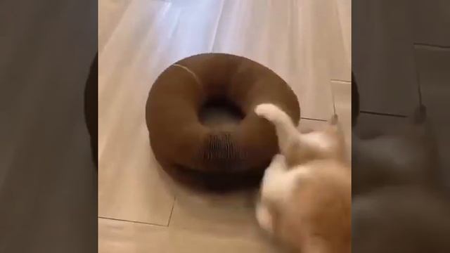 кошачья Когтеточка