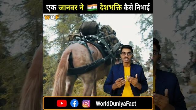 🇵🇰vs🇮🇳 कैसे निभाई एक जानवर ने देशभक्ति 😇😱|pedongi mule| #shorts  by #worldduniyafact