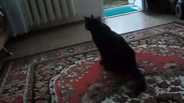 МОЙ ЛЮБИМЫЙ КОТИК "СТЁПА "