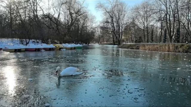 Лебедь застрял в полынье. Видео Л.П. Юрчишко