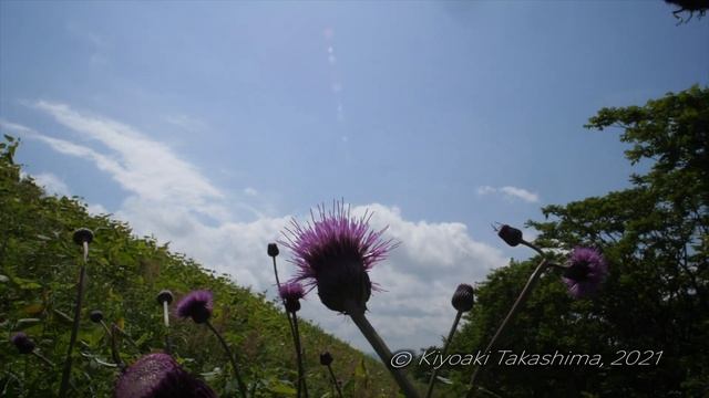 【VFRスロー】ジャコウアゲハ/ Byasa alcinous【Panasonic GH5】