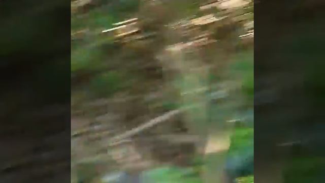 Бали, нападение обезьян