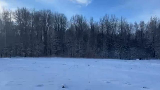 Участки рядом с лесом
