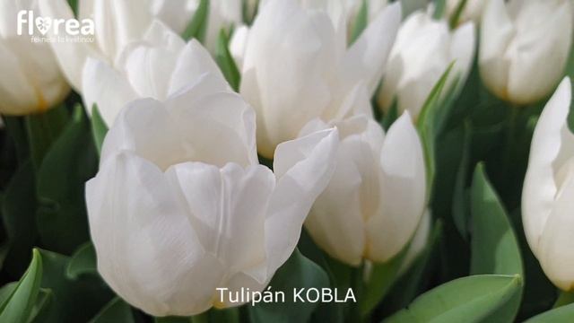 Tulipán KOBLA - Florea.cz