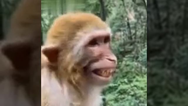The monkey is happy and smiling 🐒|GIF