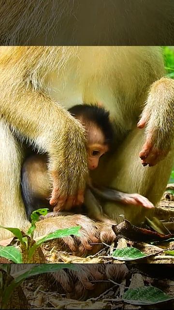 Baby Monkey Brady & Mom Rose 4