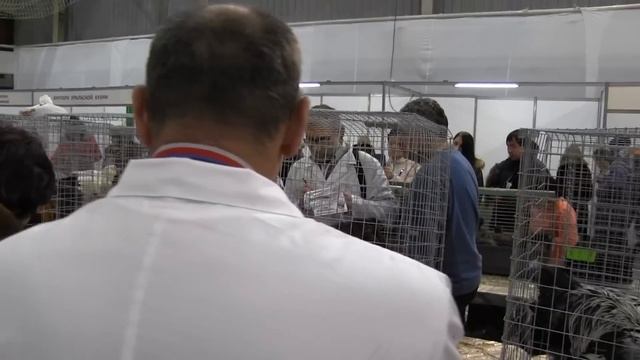 Первая выставка декоративной и певчей птицы, Екатеринбург, декабрь 2015г