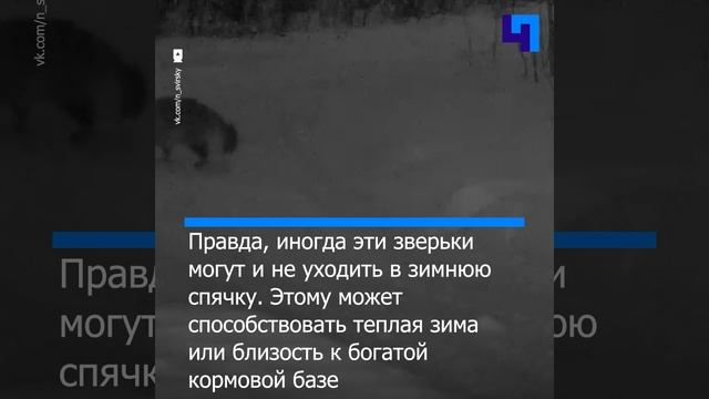 Фотоловушка Нижне-Свирского заповедника запечатлела проснувшихся енотовидных собак