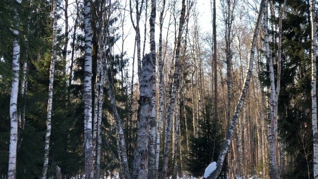 Дятлы Желна на весеннем, лесном болоте.