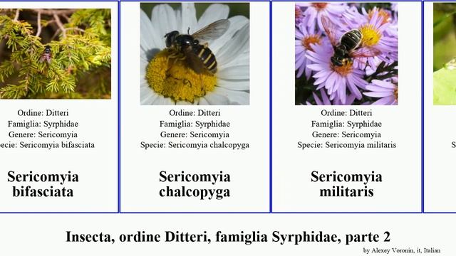 Insecta, ordine Ditteri, famiglia Syrphidae, parte 2 volucella sericomyia xanthogramma montana