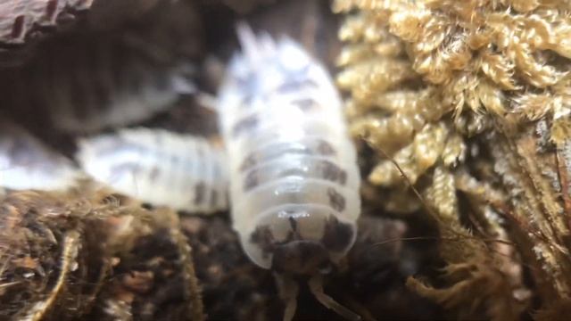 Ameisen und Asseln im Wohnzimmer-Regenwald