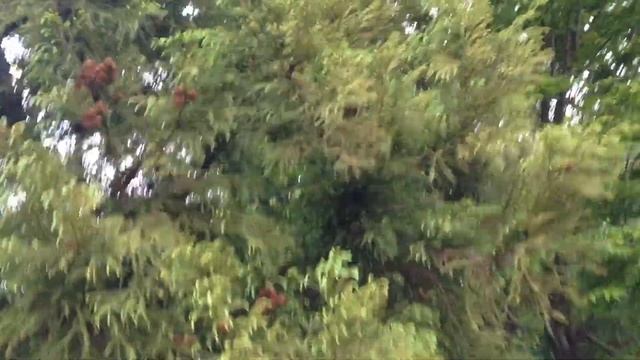春の杉（スギ）　Cryptomeria japonica (Healing video)