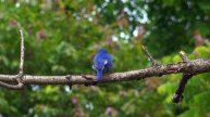 North American Eastern Bluebirds (Sialia sialis)
