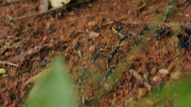 02.10.2021 Day 41: Black Ant Raider Army