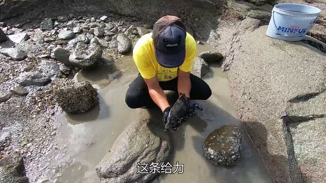 45天没来的底潮300平巨坑，50斤猪血引来各种海货聚窝，收货满满啊