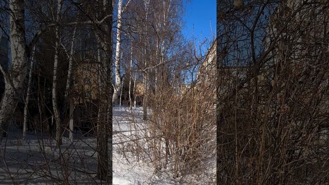 Птички просыпаются ☀️