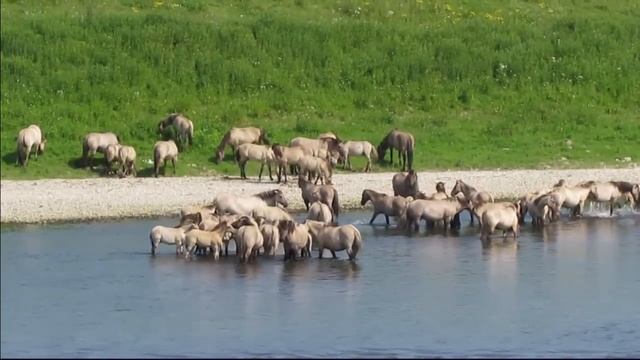 Konik horses at the river Maas in Maaseik Belgium.