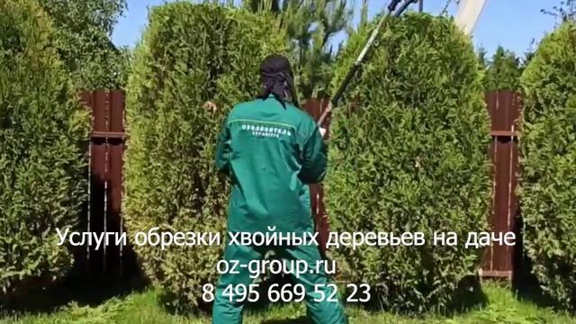 Услуги обрезки хвойных деревьев на даче Выезд на работы Агрономов по Москве и области. Звоните!